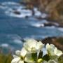 Coastal Wallflower (Erysimum menziesii ssp. concinnum): This is a large showy native with a flower head about 3 ½” by 3½”.